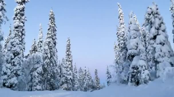 Een Winterweg Rijden Midden Een Besneeuwd Bos — Stockvideo