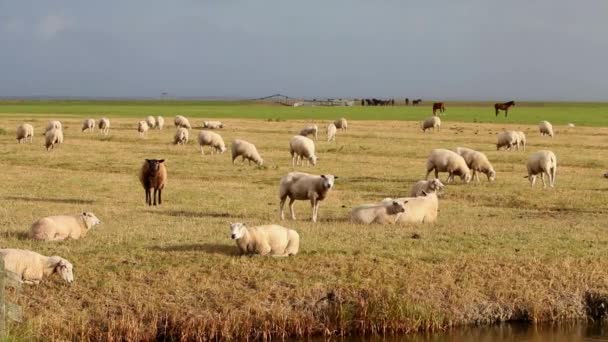 Gregge Pecore Pascolo Nei Pressi Del Mare Wadden Paesi Bassi — Video Stock