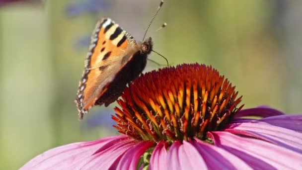 Macroside Shot Small Tortoiseshell Butterfly Com Asas Abertas Comendo Néctar — Vídeo de Stock