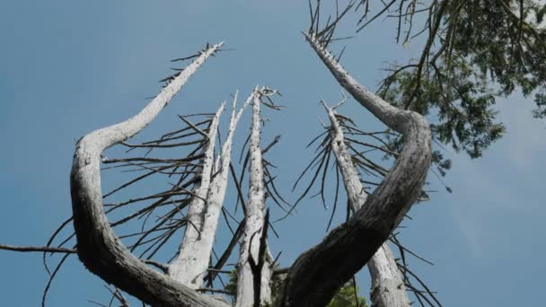 Nízký Úhel Pohledu Mrtvý Strom Mlhou Míjející — Stock video