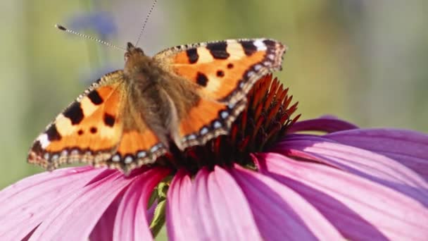 紫色の花 マクロ上の小さな亀甲蝶の開口部と閉じる翼 後ろから撃たれた — ストック動画