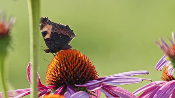 紫色の花から蜜を食べる小さな亀甲蝶 マクロ サイド フロントビュー — ストック動画