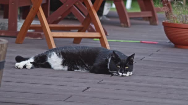 Gato Adulto Blanco Negro Tumbado Una Terraza — Vídeo de stock