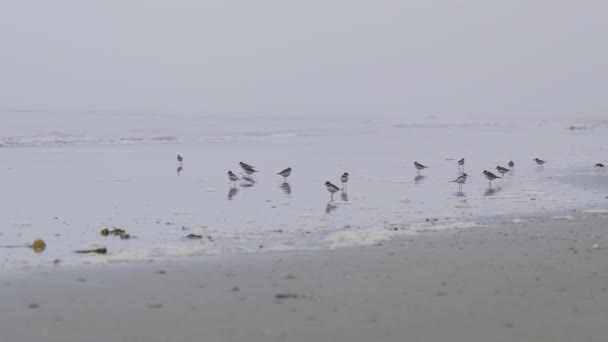 Grupa Sandpiperów Wybrzeżu — Wideo stockowe