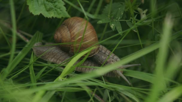 美丽的大蜗牛 长着褐色的环壳 在林地中缓慢地觅食 — 图库视频影像