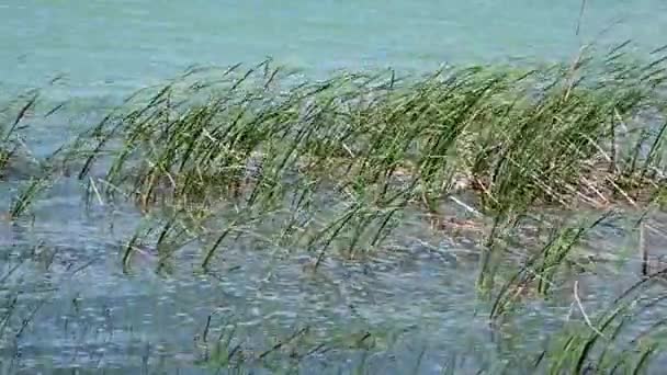 湖の岸近くの植物の生活は — ストック動画