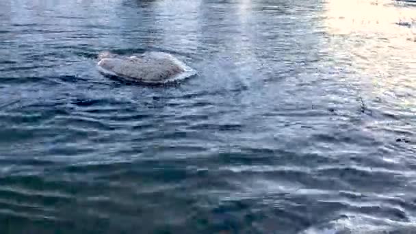 Morgenlicht Glitzert Spokane River Der Kleine Eisbedeckte Felsen Fließt — Stockvideo