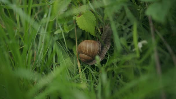 수있는 달팽이가 초목을 모습을 매혹적 나선형의 부엉이 — 비디오