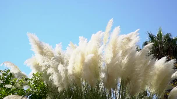 Pampas Grass Soft Plants Cortaderia Selloana Moving Wind White Feathery — Stock Video