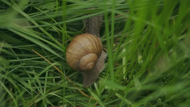 绿草中爬行的可食罗马蜗牛的美丽外壳 — 图库视频影像