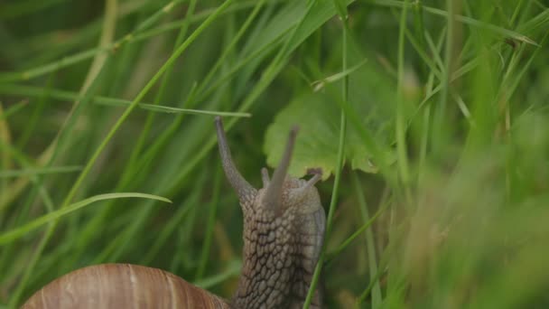 食用カタツムリは 新鮮な葉を食べるために茶色の殻からゆっくりと伸びます — ストック動画