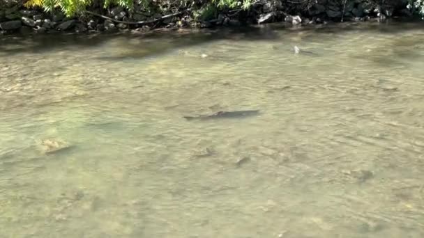 Ομάδα Σολομού Σινούκ Τρέχει Στο Ποτάμι Για Αναπαραχθεί Φθινόπωρο Του — Αρχείο Βίντεο