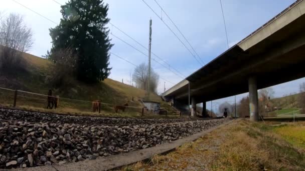 Stoomtrein Br01 Pacific 202 Passeert Schpfen Bern Zwitserland — Stockvideo