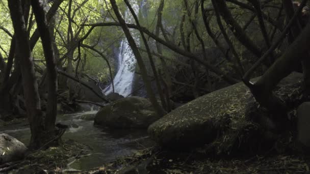 Kecil Sungai Tengah Hutan Dengan Air Terjun Sebagai Latar Belakang — Stok Video