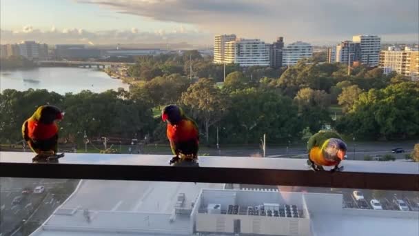 Trzy Rainbow Lorikeet Papuga Wizyty Picia Karmienia Balkonie Widokiem Lotnisko — Wideo stockowe