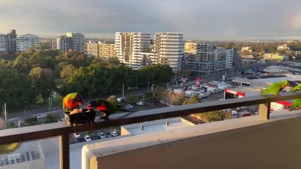 Rainbow Lorikeet Харчування Балконі Шосе Річковим Видом Біля Аеропорту Сіднея — стокове відео