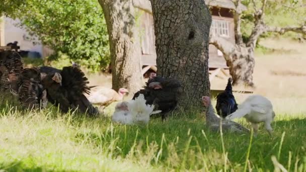Turkeys Sitting Shade Farm — Stock Video