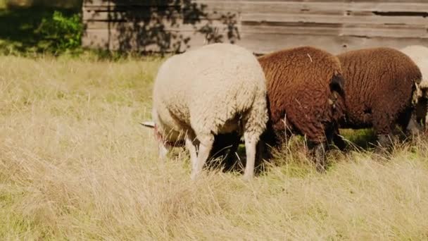 Fekete Fehér Bárány Áll Háttal Kamera Legeltetés — Stock videók