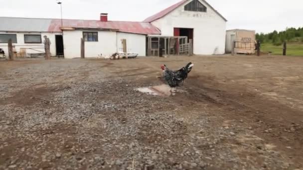 Horoz Zlanda Çiftliğinde Ileri Doğru Yürüyordu — Stok video