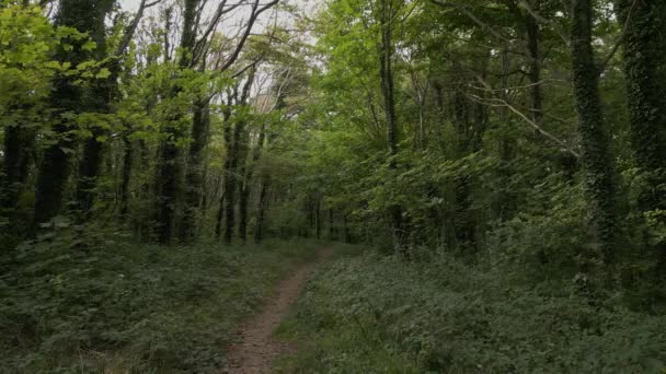 Δάσος Στη Βρετανία Ένα Μονοπάτι Οδηγεί Μέσα Από Ζεστό Καλοκαιρινό — Αρχείο Βίντεο