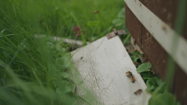 Drukke Honingbijen Actief Rond Langstroth Bijenkorf Ingang Gras Close — Stockvideo