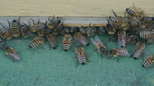Swarming Excited Female Worker Bees Crawling Wooden Hive Closeup — Stock Video