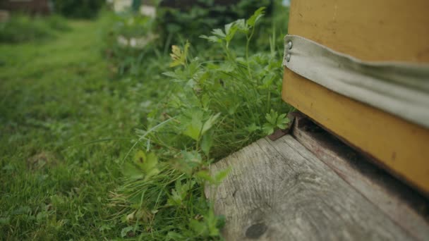 Para Pekerja Perempuan Lebah Aktif Sekitar Langstroth Kayu Taman Apiary — Stok Video