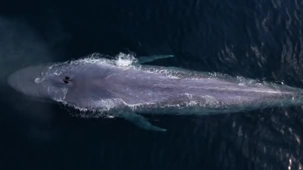一只蓝鲸缓缓浮出水面 在加利福尼亚达纳角附近平静的水域中喷出水沫 — 图库视频影像