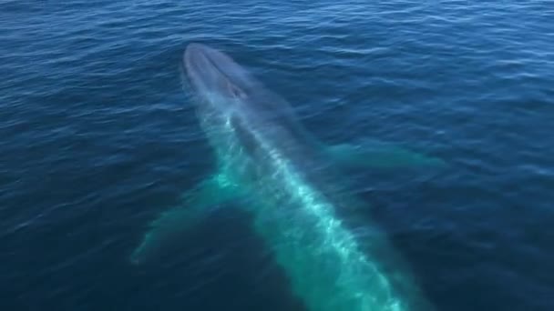 태평양으로 들어가는 가까이 보면서 다이빙 고래의 놀라운 무지개 — 비디오