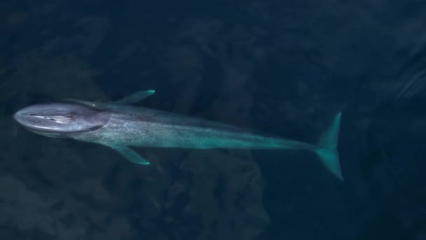 Zeldzame Overhead Drone Shot Van Een Blauwe Walvis Als Het — Stockvideo