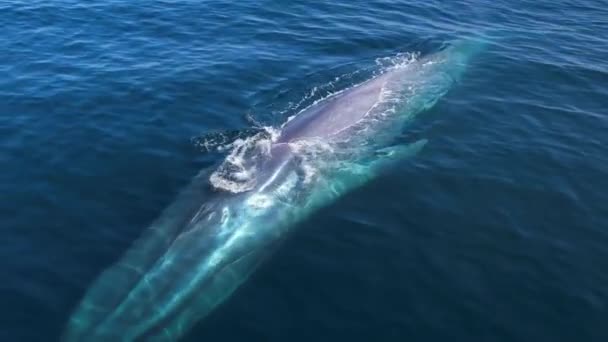 Blue Whale Passing Camera Give Size Perspective Spouts Beautiful Rainbow — Stock Video