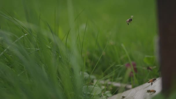 Vrouwelijke Werkbijen Vliegen Vrij Uit Weidetuin Bijenkorf — Stockvideo