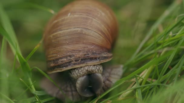 奇怪的蜗牛头和眼睛触须慢慢地从环状的褐色外壳中显现出来 — 图库视频影像