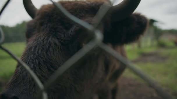 Curioso Jovem Bisonte Pokes Narinas Língua Longa Através Cerca Arame — Vídeo de Stock