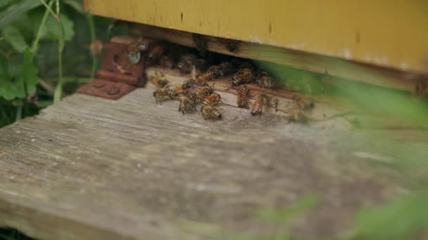 Großaufnahme Von Fleißigen Arbeiterbienenweibchen Die Unteren Eingang Des Bienenstocks Schwärmen — Stockvideo