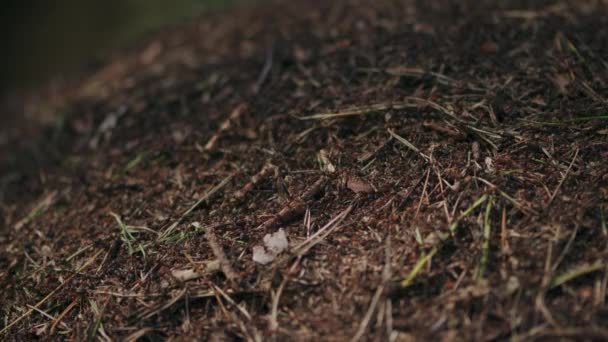 茶色の木の堆肥とアクティブな森林のアリコミュニティの巣の建物 — ストック動画