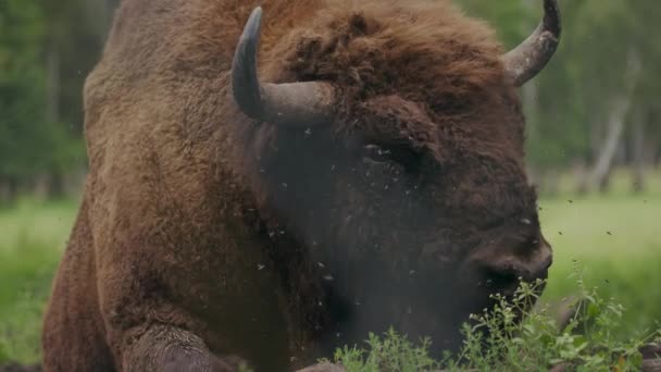 Close Large Horned Bison Irritated Swarms Flies Woodland — Stock Video