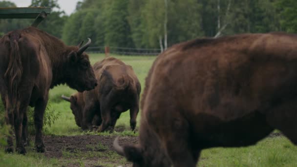 Zufriedene Wisent Herde Auf Weide Auf Europäischem Naturschutz Hof — Stockvideo