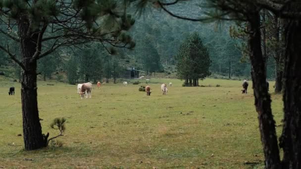 草の畑に牛の群れが放牧されている 手前の松の木の間には牛が描かれ 奥には緑豊かな森が広がっている — ストック動画