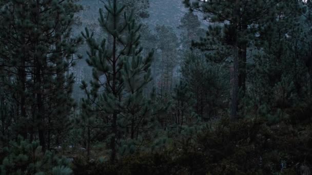 Forêt Dense Grands Pins Heure Crépuscule — Video