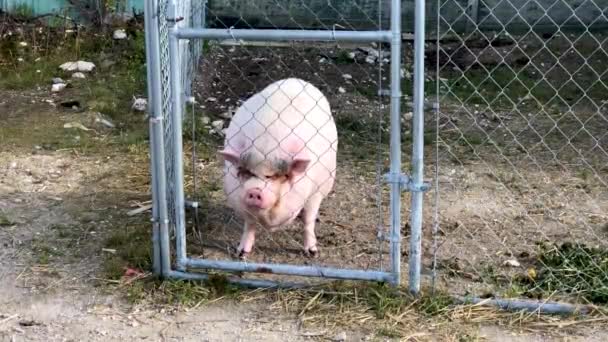 丘吉尔马尼托巴省北部的大家猪围栏后面 — 图库视频影像