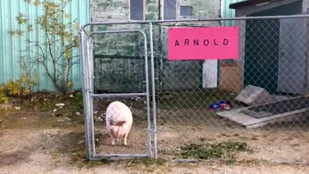 阿诺德猪在他的猪圈丘吉尔马尼托巴省北部加拿大 — 图库视频影像