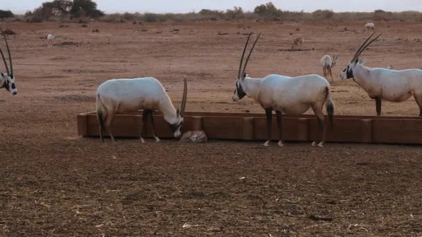 Statische Opname Van Een Groep Witte Oryx Geïnteresseerd Jonge Oryx — Stockvideo