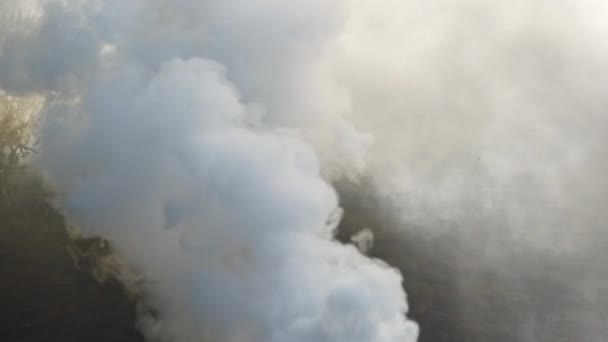Egy Közeli Lassított Felvétel Sűrű Füstből Erdőben — Stock videók
