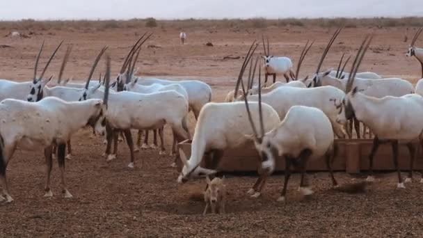 Tracking Shot Młodej Białej Oryx Strasząc Starszych Dorosłych Stada — Wideo stockowe