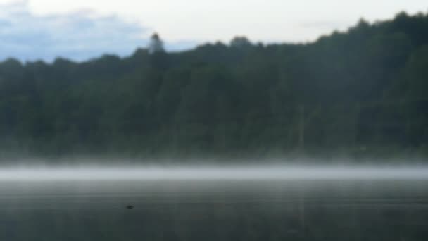 湖上的水面上跳着食水昆虫 晨雾缓缓地跳着 — 图库视频影像