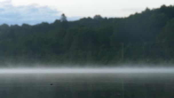 朝霧が立ち込める湖の水面を飛び回る水のストライダー昆虫 — ストック動画