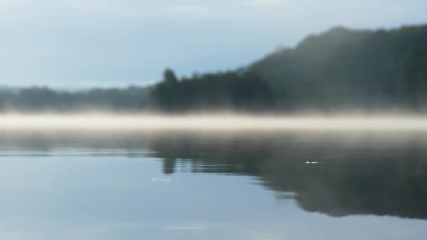 背景に濃い霧のある湖の水面に座っている水のストライダー昆虫のスローモーションショット — ストック動画