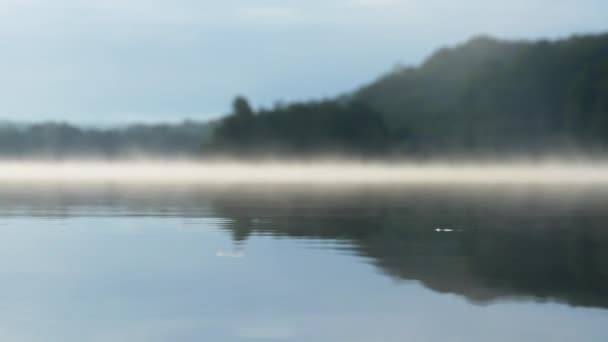湖面上有浓雾 水面上坐着食水昆虫 — 图库视频影像