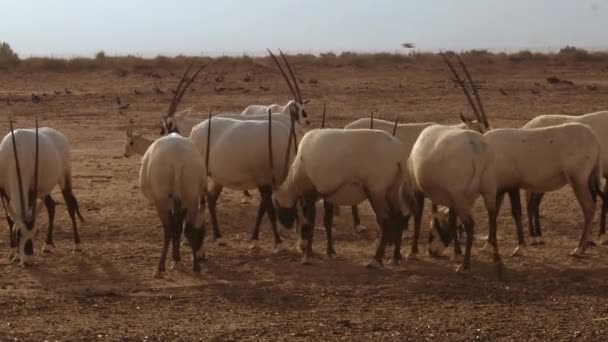 Close Herd White Oryx Eating Small Insects Ground — Stock Video